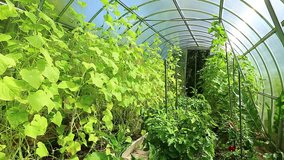 Video cucumber plants in a greenhouse
