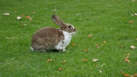 Bunny eating grass in the field and relaxing 4K 2160p 30fps UltraHD footage - Rabbit outdoor in the grass eating and looking 4K 3840X2160 UHD video