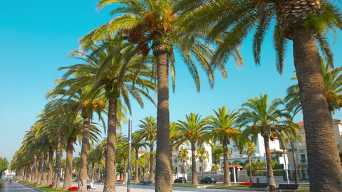 Palm trees promenade in sunny day, Salou in Spain 4k