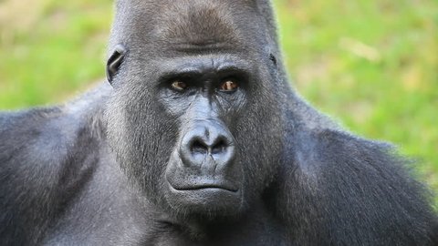 Male Silverback Western Lowland Gorilla Smiles Stock Photo 496437733 ...