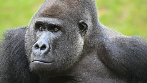 Silverback Gorilla Standing On Lookout Isolated Stock Photo 145704740 ...