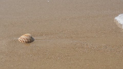 Seashell on the beach and waves 4K 2160p 30fps UltraHD footage - Waves moving sea shell from the oceans beach 4K 3840X2160 UHD video