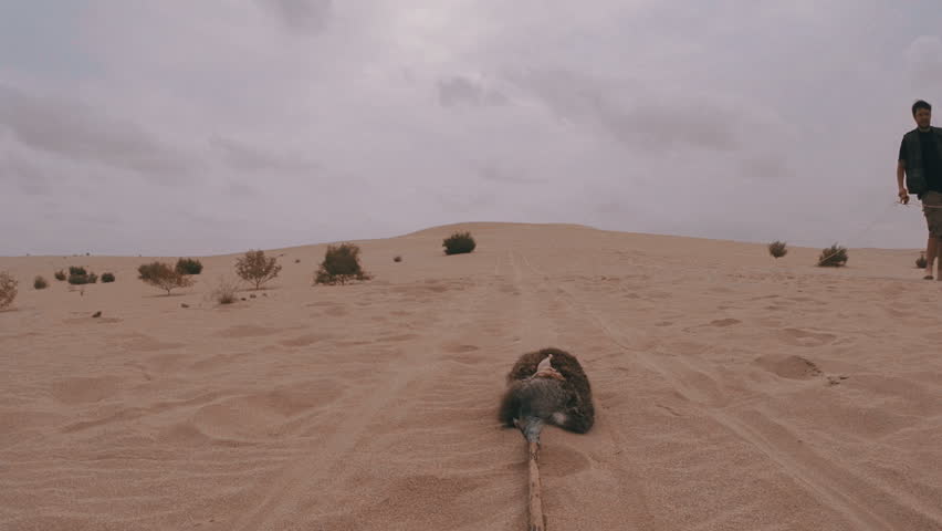 Eagle flying to lure with trainer behind