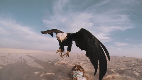 Bald eagle catching lure dragged along the ground slow motion shot at 100 fps