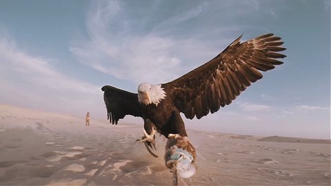Slow motion bald eagle catching lure in the desert 100 fps