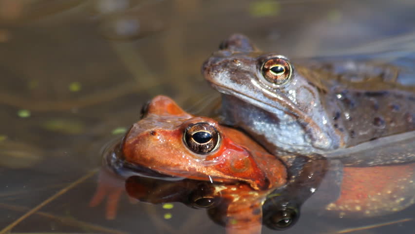 frogs in the pond