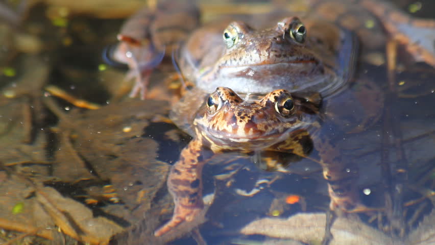 frogs in the pond
