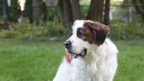 Close up of Saint Bernard dog looking in one direction, video
