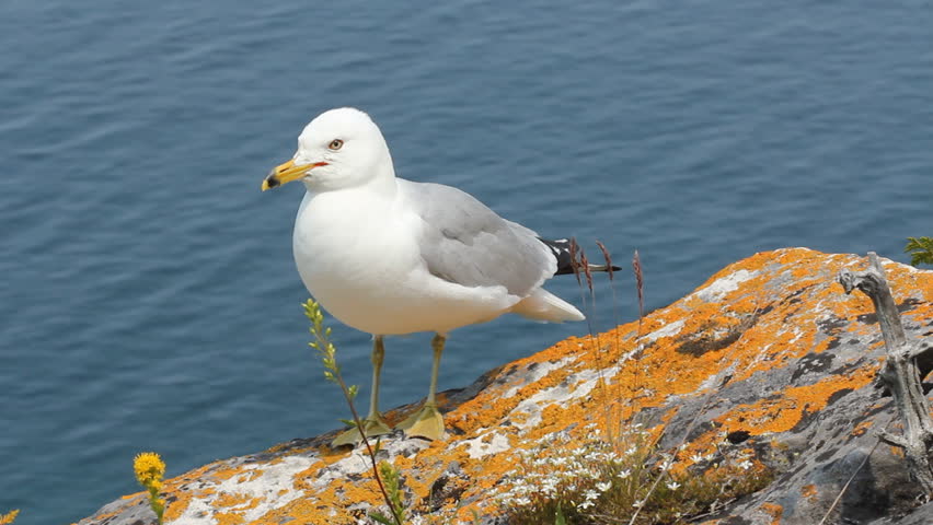 Seagull on cliff top. Makes a few screeches and flies off. The orange growth on the rock is 