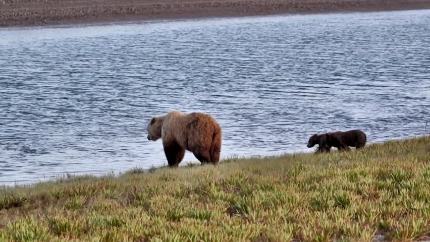 A grizzly bear sow (brown bear) leads her 2 spring cubs to a stream to drink water. The family walks away with the cubs on the far side of mama bear for protection. Lake Clark National Park, Alaska.