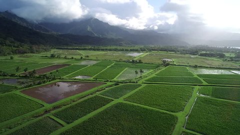 High Altitude Aerial View of Organic Taro Farm in Kauai, Hawaii