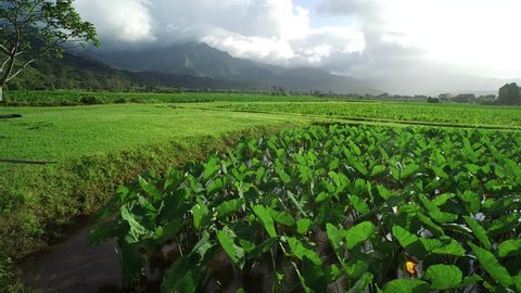 Aerial View of Organic Taro Farm in Kauaii, Hawaii
