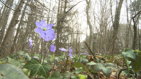 Flowering Liverwort, Hepatica nobilis during spring in Sweden