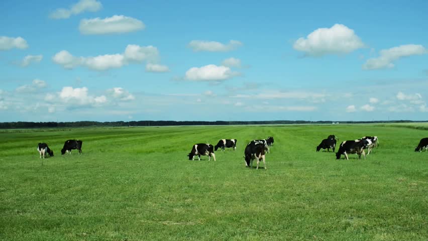 Cows grazing on a green pasture bolom in the foothills. Royalty-Free Stock Footage #11378123