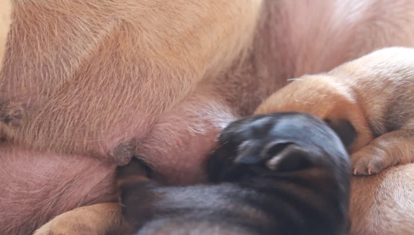 Two Cute Little 15 Days Stock Footage Video 100 Royalty Free Shutterstock