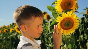 Beautiful baby smiling, sunflower in spring field, allergies, illness,  1080p video