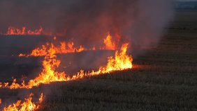 Video flames burning dry straw field