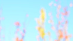 Abstract bokeh and blurred colorful nature background 