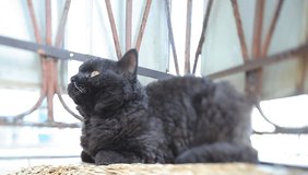 Video black cat sleeping on the balcony