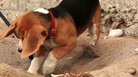 Beagle trying to dig something he sniffed from the sand