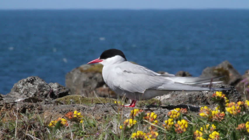 Arctic Tern 
Beautiful shot of Arctic Tern bird
