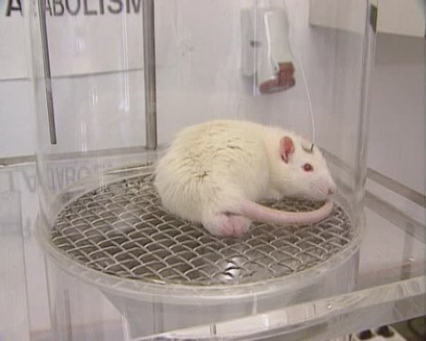 laboratory rat with an implanted cannula, in a glass laboratory setup for research + tilt down