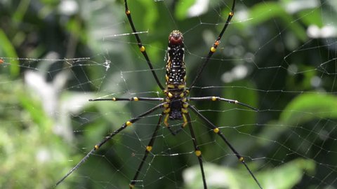 Black and yellow spider on its web with wind