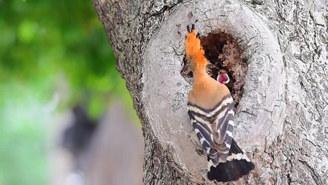 woodpecker
