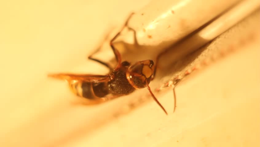 Macro shot of Drone Bee 