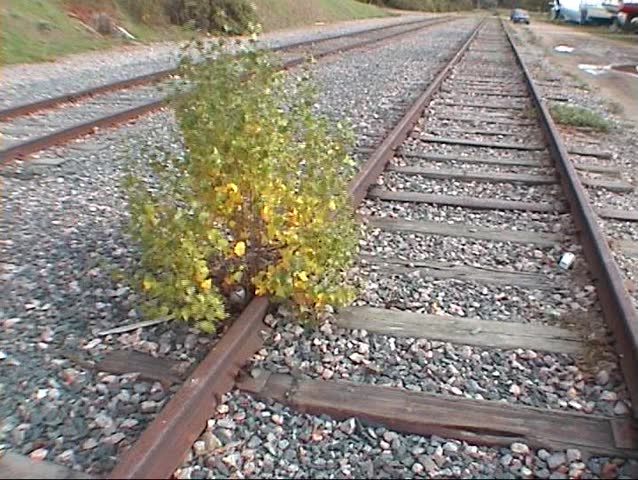 Old railway and a tree