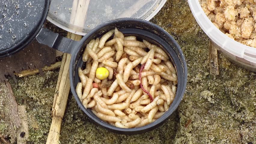 maggots for fishing
