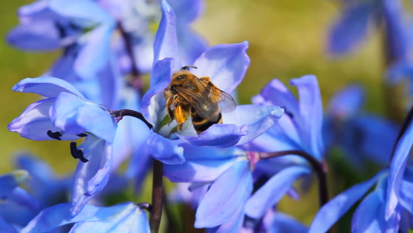 bee on spring blue flowers, macro