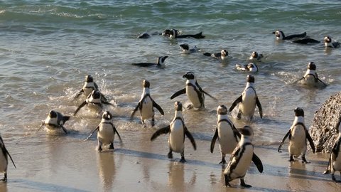 African penguins (Spheniscus demersus) on the beach and swimming at Boulder Beach, Cape Town