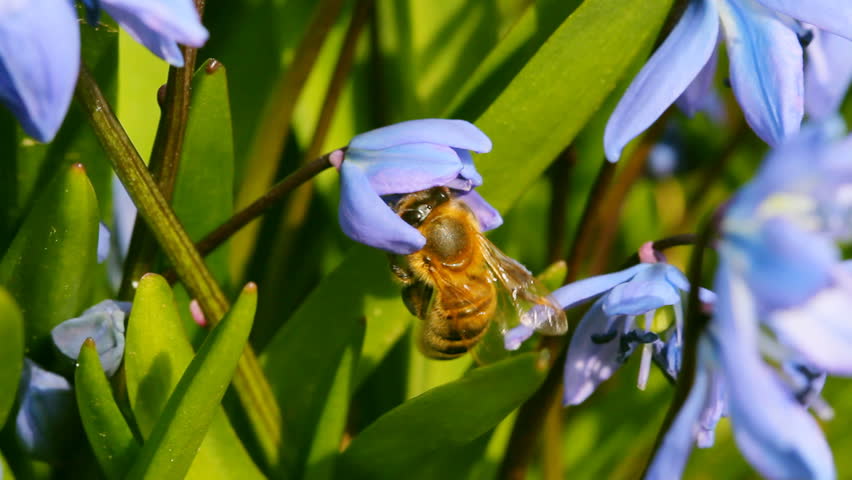 bee on spring blue flowers, macro