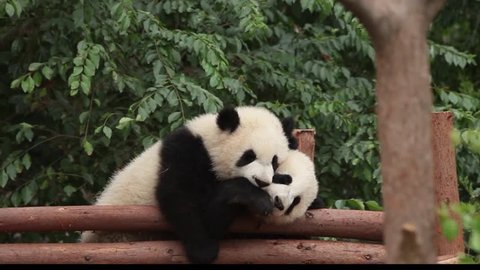 Two little baby of gigant panda bear playing with each other