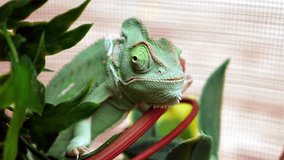 Close up 4k UHD video of a veiled chameleon. 
