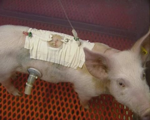 fistulated piglet in a container on a wire floor