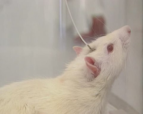 laboratory rat with an implanted cannula in its head, housed in a glass cage - medium shot