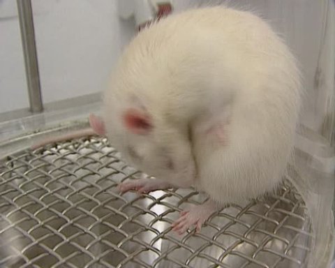 Grooming laboratory rat with an implanted cannula in its head, housed in a glass cage