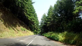 Madeira Island (Portugal). Driving on a rural road in a forest (P.O.V.)