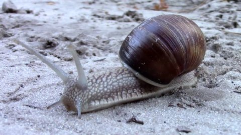 Snail on sand close up 