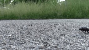 lame black bug crawling by. cars passing at background \ new quality unique nature animal cool video footage