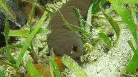 Donkey dung sea cucumber anus, Holothuria mexicana, underwater on the seabed of the Caribbean sea, Belize
