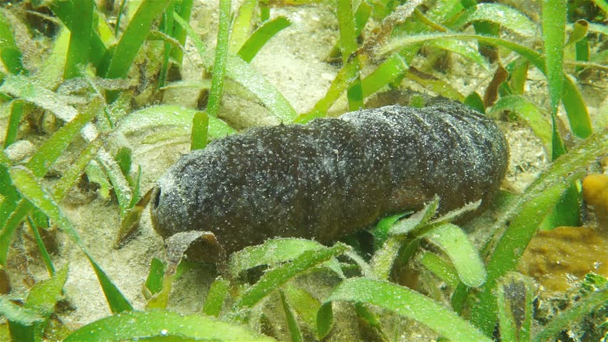 Underwater marine life, donkey dung sea cucumber, Holothuria mexicana, on the seafloor of the Caribbean sea