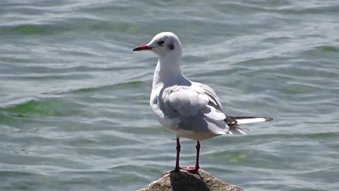 CLOSEUP: White seagull perching on a sea rock, in background of quiet sea waves. Seagull scratching its neck and hackle. FULL HD 1920×1080. NEW IMPROVED VERSION! SEE MORE OPTIONS IN MY PORTFOLIO.