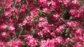 Fantasy sunlit apple branches with red blossom and fresh green leaves, waving in the light wind. Adorable view of lyric nature in amazing HD clip. Wonderful footage for excellent design.