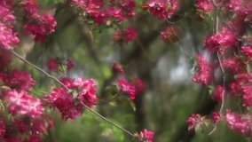 Fantasy apple twigs with red blossom, waving on soft garden background in fairy tale style for dreamlike mood. Adorable view of lyric nature in amazing HD clip. Wonderful footage for excellent design.