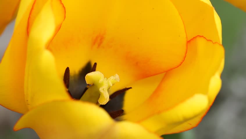 Blossom of a tulip