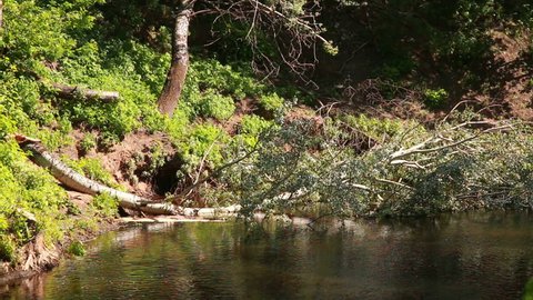 Fallen birch in the river.