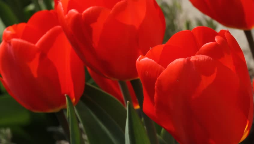 Blossom of a red tulip